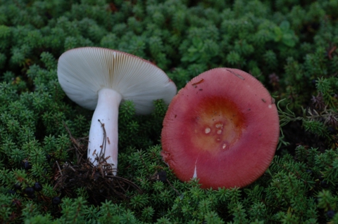 Russula paludosa L.jpg