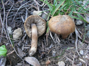 Inocybe fastigata.jpg